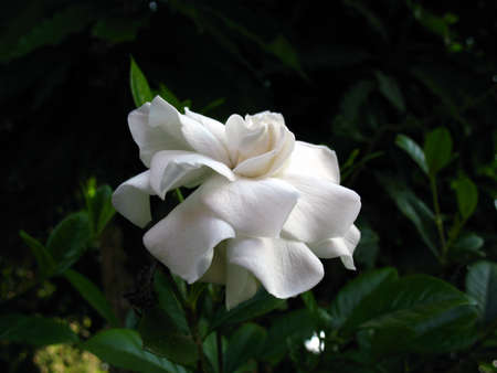 white flowersの写真素材