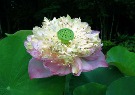 big one lotusの写真素材