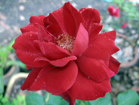 sweet roseの写真素材