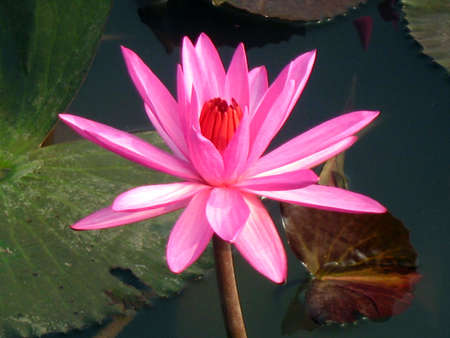 pink lotusの写真素材