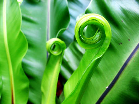 Bird's nest fernの写真素材
