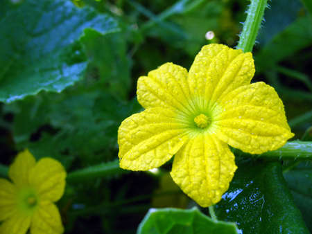 muskmelon flowerの写真素材