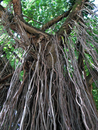 banyan treeの写真素材