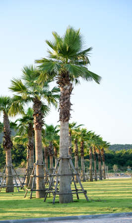 Sugar palm tree relocation plantの写真素材