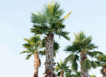 Sugar palm tree relocation plant