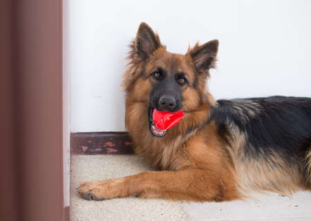 Portrait of german shepperd dog lie down and bite red toyの写真素材