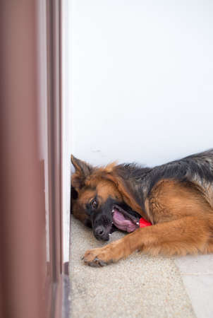 Portrait of german shepperd dog lie down playing bite red toyの写真素材