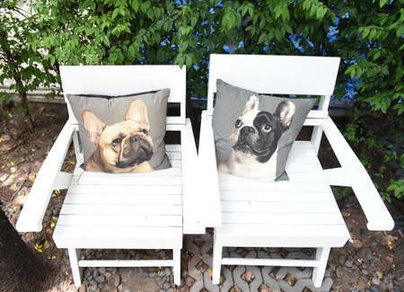 Couple white chair and pillow dog imageの写真素材