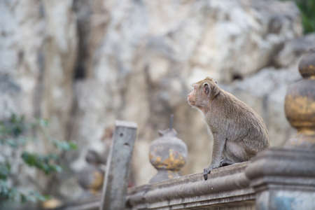 Side view thailand monkey on the wallの写真素材