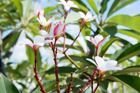 Frangipani treeの写真素材