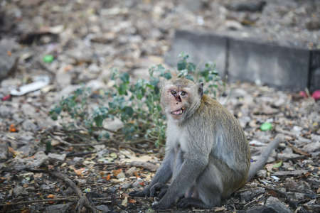 Defective monkey looking something from the car , monkey thailandの写真素材