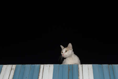 The cat on the roof in the nightの写真素材