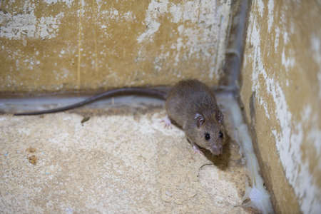 Brown rat in mortar Tubs