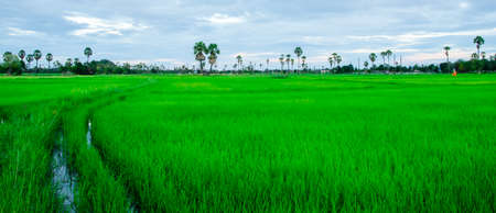 Fields of green and natural