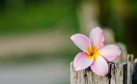 Plumeria flowerの写真素材