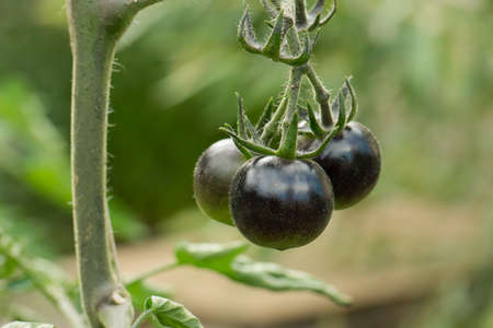 black tomatoes growing on tomato plantの写真素材