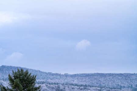 Winter landscape in the early evening with copy space: snow-covered forest on the hill with a spruce in the foregroundの写真素材