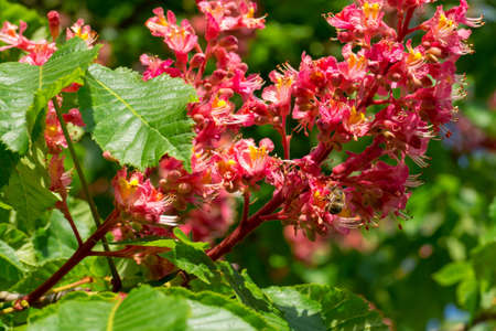 A honeybee pollinating a flower of the red horse chestnut treeの写真素材