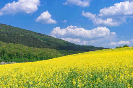 Beautiful rural spring landscape with yellow rapeseed field in the foreground, the forest on the hill and the cloudy blue sky aboveの写真素材
