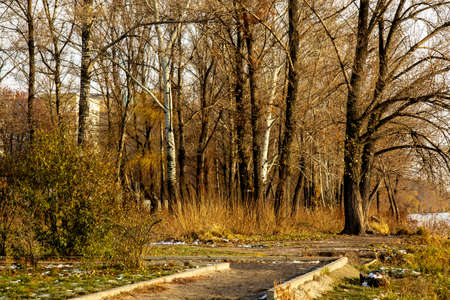 Golden autumn in the parkの写真素材