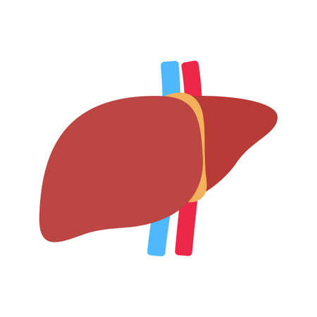 Liver icon. The liver is the human internal organ that helps filter toxins and waste from the body.のイラスト素材