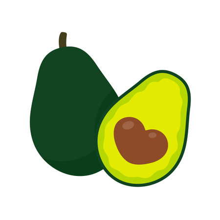 Avocado vector. avocado fruit cut into pieces There is a round seed inside. for health care