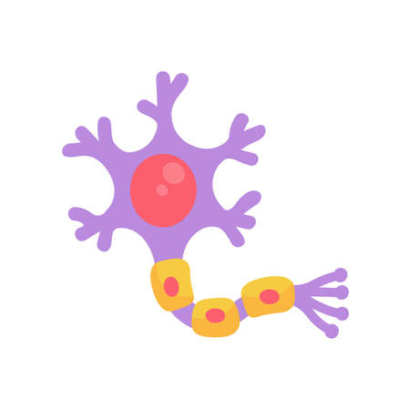 human sensory neuron model for biology studiesのイラスト素材