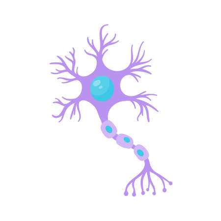 human sensory neuron model for biology studiesのイラスト素材