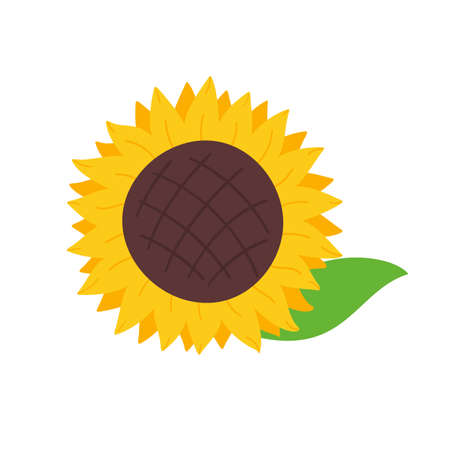 blooming yellow sunflowers full of sunflower seeds inside for decorating welcome cardsのイラスト素材
