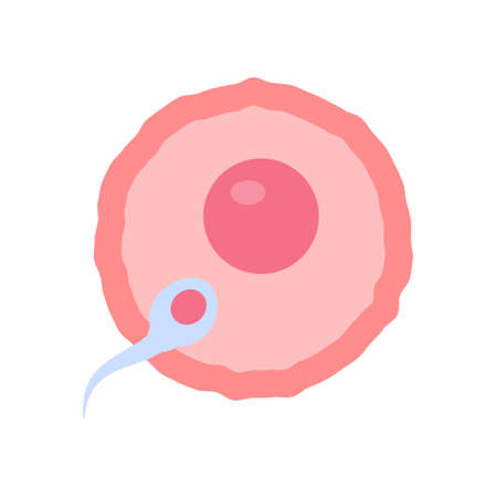 Sperm runs into the female ovary to fertilize a woman's pregnancy.のイラスト素材