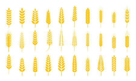 golden wheat ears Whole grains for breakfastのイラスト素材