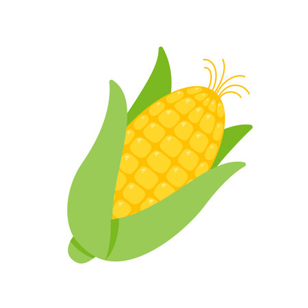 Green husks of yellow corn are used as a food ingredient.のイラスト素材