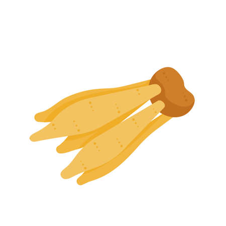 Kaempferia. Herbs for health. Has properties to help nourish the bodyのイラスト素材