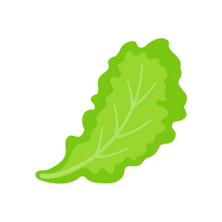 Lettuce. Green leafy vegetables for a healthy salad.のイラスト素材
