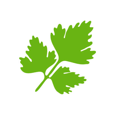Coriander. Green leafy vegetables for healthy cooking.のイラスト素材