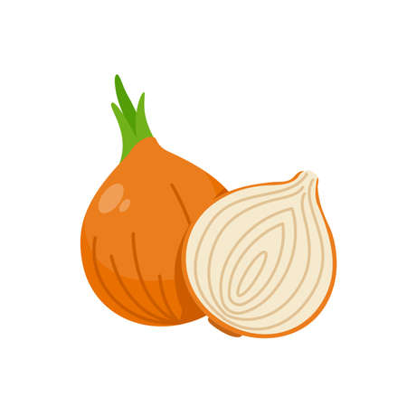 Onion vector. raw materials for cookingのイラスト素材