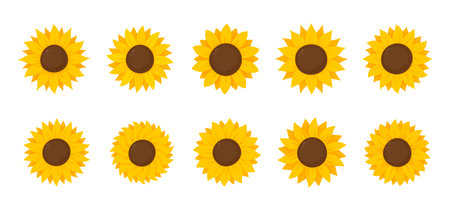 Yellow sunflowers bloom in spring. for decorating welcome signのイラスト素材
