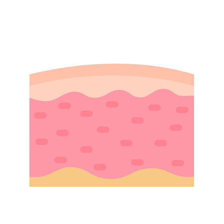 human skin layer Caring for protecting the skin from the sun with a skin serum.のイラスト素材