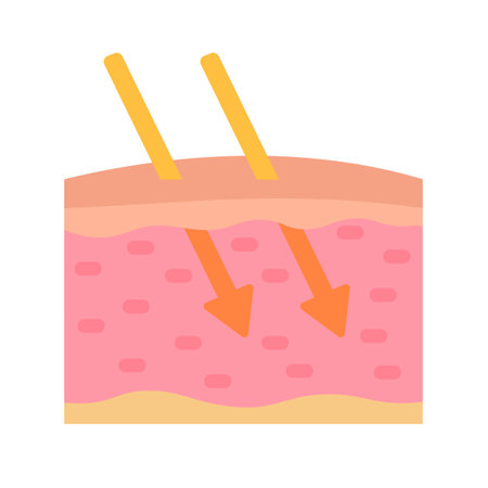 human skin layer Caring for protecting the skin from the sun with a skin serum.のイラスト素材