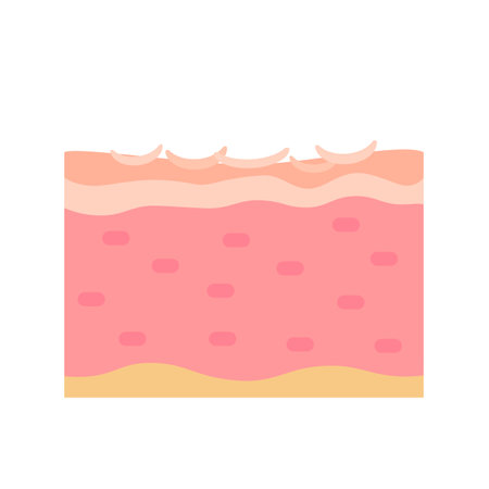 human skin layer Caring for protecting the skin from the sun with a skin serum.のイラスト素材