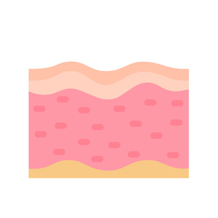 human skin layer Caring for protecting the skin from the sun with a skin serum.のイラスト素材
