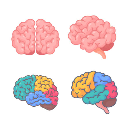 Human brain jagged. The concept of developing learning and creativity skills.のイラスト素材