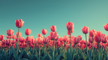 Vibrant tulip field under a clear sky, springtimeの素材