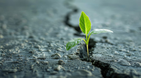 Fresh sprout in a concrete crack, symbolizing resilienceの素材