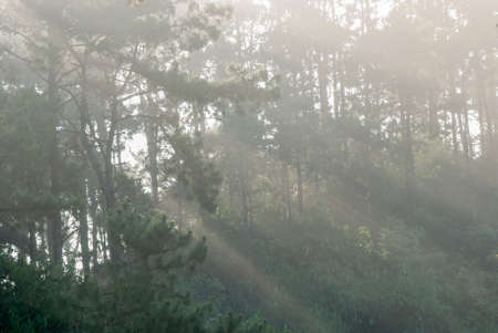 forest