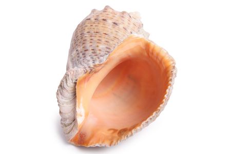 Seashell on white background (isolated, close up)