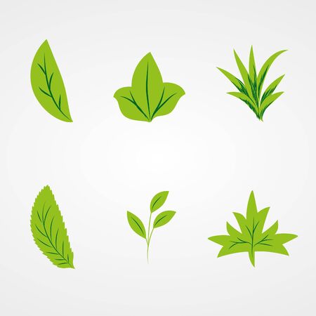 Beautiful   Leaves on white background (illustration)のイラスト素材