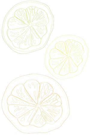 contour slice of ripe lemon lime orangeのイラスト素材