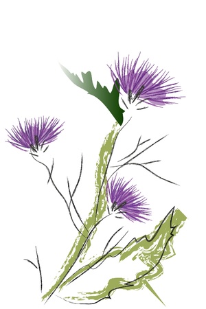 blossom thistleのイラスト素材