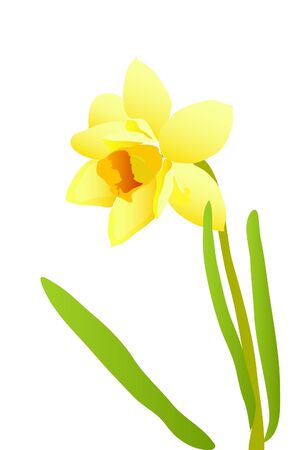 narcissusのイラスト素材